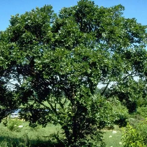 thumbnail for publication: Celtis australis: European Hackberry